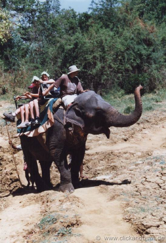 Elefantensafari 