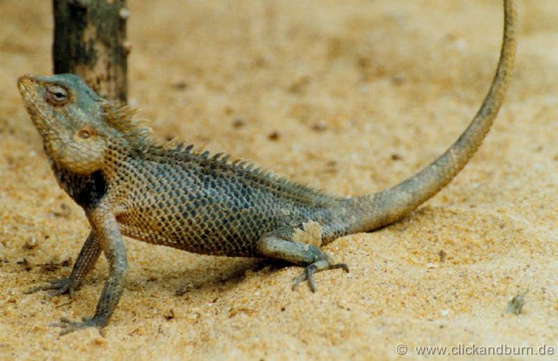 Leguan3 