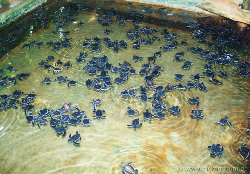 Schildkroetenfarm 