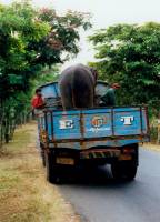 Elefantentransport