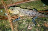 Leguan 