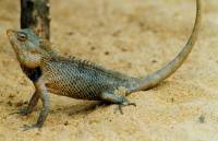 Leguan3 