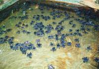 Schildkroetenfarm 
